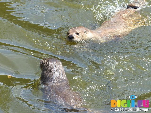 FZ006231 North American river otters (Lontra canadensis)